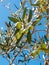 Closeup of olives and leaves on a olive tree