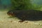 Closeup ona dark Taunggyi Crocodile Newt, Tylototriton shanorum, underwater