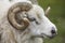 Closeup of one Icelandic Big Horn Sheep. Seydisfjordur.
