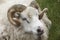 Closeup of one Icelandic Big Horn Sheep. Seydisfjordur.