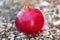 Closeup One Large red ripe pomegranate fruit lying on the ground in summer garden