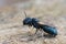 Closeup of one of the largest small carpenter bees, Ceratina Chalcites, in its typical blue color