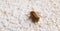 Closeup of one maybug on a wall