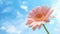 Closeup of one pink blooming Gerbera flower with blue sky as background. Generative AI