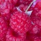 Closeup of one red ripe bright raspberry with peduncle on the background of many berries. Square macro shot. Fresh sweet