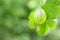 Closeup of one ripe gooseberry on the bush