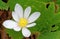 Closeup of one white bloodroot flower in Spring