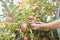 Closeup of one woman reaching to pick fresh red apples from trees on sustainable orchard farmland outside on sunny day