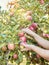 Closeup of one woman reaching to pick fresh red apples from trees on sustainable orchard farmland outside on sunny day