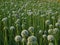 Closeup of onion flower