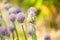 Closeup onion flower in summer garden. Wild onion blooms with purple bud. Wildflower seeds. beautiful Onion flower stalks. Closeup