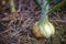 Closeup Onions in the soil.