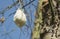 Closeup of open fruit pod on silk floss tree