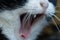 Closeup of an open mouth of Dutch black and white cat