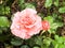 Closeup of Open Peach Rose Amongst Green Leaves