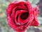 Closeup of opened flower scarlet red tea rose macro photo