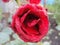 Closeup of opened flower scarlet red tea rose macro photo