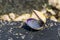 Closeup of a opened sea shell at the beach, the house of a mollusk, Coastal background, Marine life animal