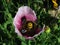 Closeup of an Opium poppy surrounded by greenery in a field under the sunlight at daytime