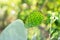 Closeup of Opuntia ficus-indica cactus.