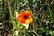 Closeup of an orange barberton daisy