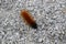 A closeup of an orange and black fuzzy caterpillar