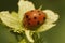 Closeup on an orange bryony ladybird , Henosepilachna argus, sitting on her host-plant