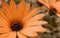 Closeup of an orange cape daisy