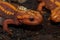 Closeup of orange-colored Huanglian Mountain Crocodile Newt