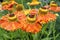 Closeup of orange common sneezeweed (Helenium autumnale) flowers growing in the garden