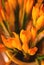 Closeup of orange crocus