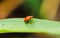 Closeup of orange Cucurbit Beetle