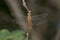 Closeup of a orange dragonfly