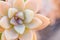 Closeup of an orange Echeveria under sunlight with a blurry background