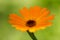 Closeup of orange flower - Calendula