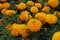 Closeup of orange flower of Mexican marigold