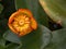 Closeup orange flower of Nuphar japonica ,rubraticum plants with blurred background