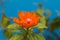 Closeup orange flower of Rose cactus, also called Wax rose, leafy cactus with blurred background