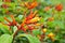 Closeup orange flowers Hamelia papilloma ,Patterns patens Jacq ,firebush Hummingbird Bush plants ,Compact Firebush ,Louisiana Nurs