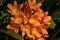 Closeup of orange flowers of a Natal lily (clivia miniata), native to woodland habitats in South Africa and Eswatini