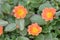 Closeup of an orange garden flower scientific name ` Portilaca Oleracea`