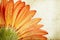 Closeup orange gerbera daisy flower