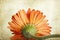 Closeup orange gerbera daisy flower
