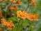 Closeup of orange geum flowers in a garden