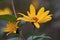 Closeup of a orange gold garden flower. Jerusalem Artichoke