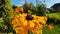 Closeup of a orange hearted and orange blossoming Gerbera plants ready for harvesting in the garden