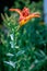 Closeup of an orange Hemerocallis blooming in the garden