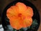 Closeup of an Orange Hibiscus Flower in full bloom.