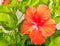 Closeup orange Hibiscus flower in Summer