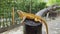 Closeup of Orange iguana on a branch against a background